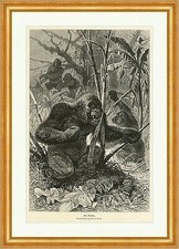 Gorilla tiere urwald gebraucht kaufen  Grabenstätt