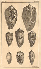 Plate xiii. seashells. for sale  LONDON