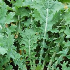 White russian kale for sale  Minneapolis