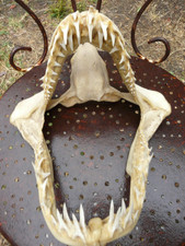 Mâchoire requin 25cm d'occasion  Montpellier-
