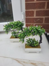 Beautiful small flower for sale  SUTTON COLDFIELD