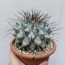 Thelocactus rinconensis blu usato  Modena