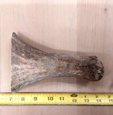 Natural real moose for sale  USA