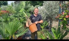 Trachycarpus wagnerianus hanfp gebraucht kaufen  Kranenburg