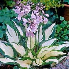 Hosta fire ice for sale  BOURNE