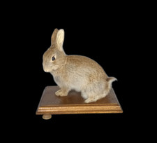 Taxidermy young rabbit for sale  DARLINGTON