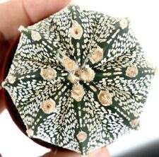 Astrophytum superkabuto onzuka usato  Napoli