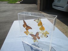 Artist signed taxidermy for sale  Hopkins