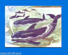 Animali lampo 1964 usato  Maranello