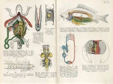Usado, 1897 ANIMAL ANATOMY CARPA PEIXE GRANDE CRISTA TRITÃO TUBARÃO EMBRIÃO Impressão Litográfica comprar usado  Enviando para Brazil