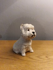 white westie for sale  ABERGAVENNY