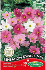Sensation dwarf mix usato  Roma