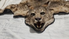 taxidermy cat for sale taxidermy cat for sale Granite Bay