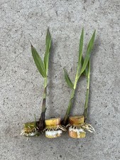 Pcs rooted sugarcane for sale  Baldwin Park