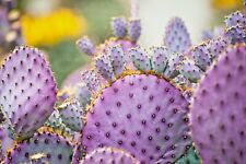 Arizona purple prickly for sale  Marietta