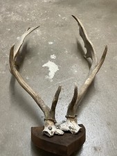Damhirsch geweih trophäe gebraucht kaufen  Lahr