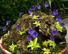 Semi grandiflora pinguicula usato  Italia
