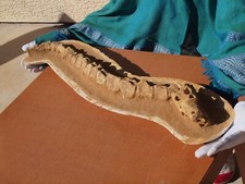 Esqueleto parcial mosasauro fóssil bebê restaurado de Kem Kem norte da África comprar usado  Enviando para Brazil