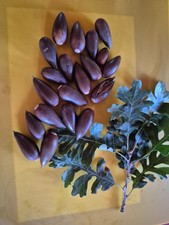 California valley oak for sale  Tehachapi