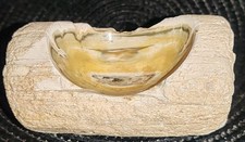 Bois fossilisé collection d'occasion  Le Mans