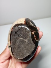 septaria sauvage madagascar d'occasion  Saverne