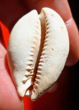Gastéropode fossile miocène d'occasion  Cuxac-d'Aude