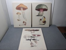 Ikea pjatteryd mushroom for sale  San Gabriel