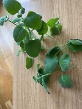Mexican mint indian for sale  LONDON
