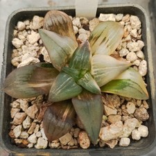 Haworthia atrofusca variegata usato  Porto Cesareo