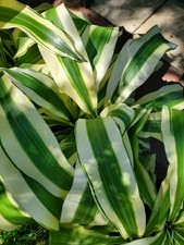 White aspen dracaena for sale  Saint Petersburg