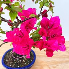 Live plant bougainvillea for sale  Mcallen