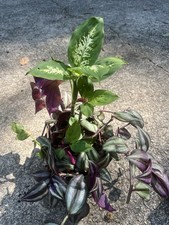 Indoor plants combo for sale  Lilburn