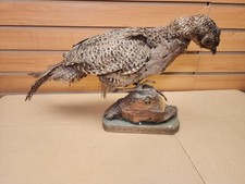 Jbh vtg ringneck for sale  Hill City