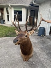 Taxidermied elk shoulder for sale  Pflugerville