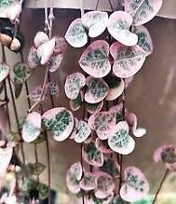 Variegated ceropegia woodii for sale  Laguna Niguel