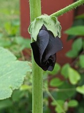 Black hollyhock stunning for sale  Westport