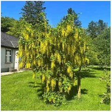 Laburnum golden rain for sale  LIVERPOOL