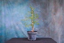 Elephant tree pre for sale  North Fort Myers