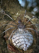 Metal spider garden for sale  CHELTENHAM