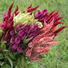 200 celway celosia for sale  Springfield