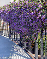 Graines glycine australienne d'occasion  Sanary-sur-Mer