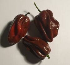 Semi peperoncino habanero for sale  Shipping to Ireland