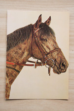 Pferd postkarte horse gebraucht kaufen  Berlin