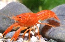 Orange mini lobster for sale  Miami