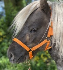 Mini shetland head for sale  USK
