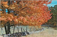 Autumn glory tree for sale  Dayton
