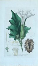 Antique botanical print d'occasion  Expédié en Belgium
