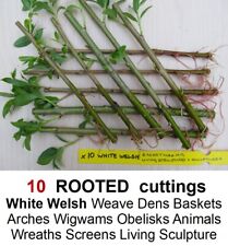 Willow tree rooted for sale  BRIDGNORTH