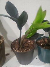 Young plant black for sale  Philadelphia