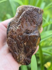 Mosasaur jaw section for sale  Frisco